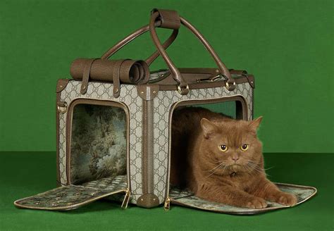 Gucci Pet Collection: The Luxury Brand Unveils New Line For.